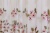 Тюль "Мальвина" Арт 26016-1 Цвет Розовый рапп 16см высота 340см Франция